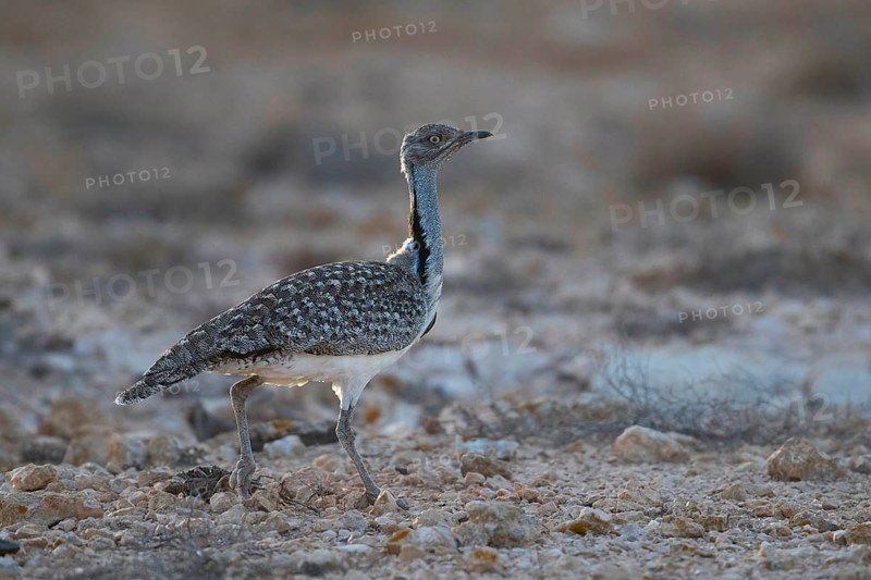 Cantilever Bustard,