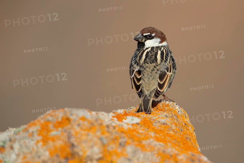 Spanish sparrow,
