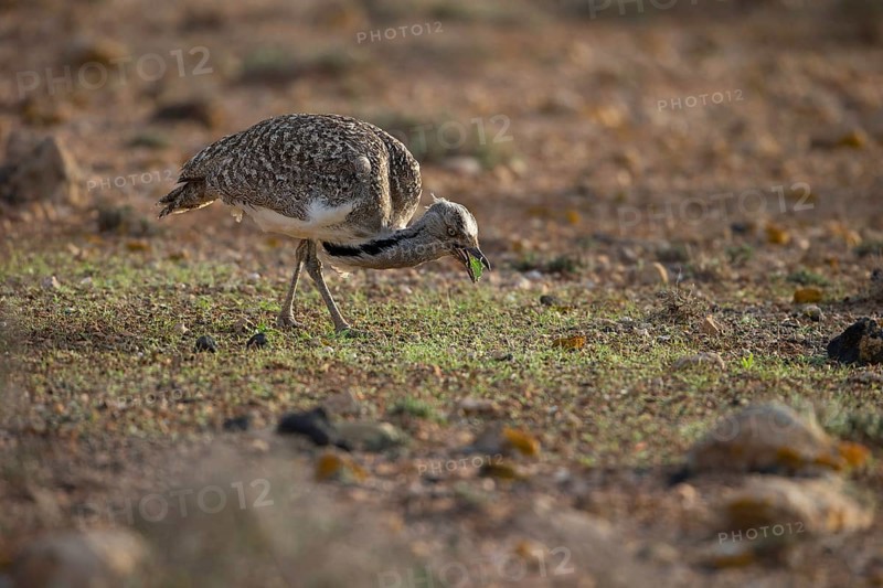 Cantilever Bustard,