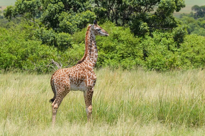 Masai Giraffe,