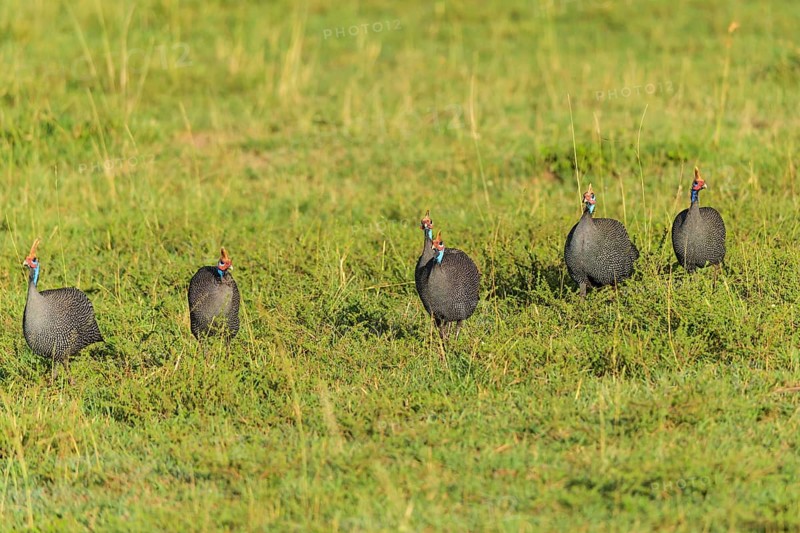 Helmeted guineafowl,
