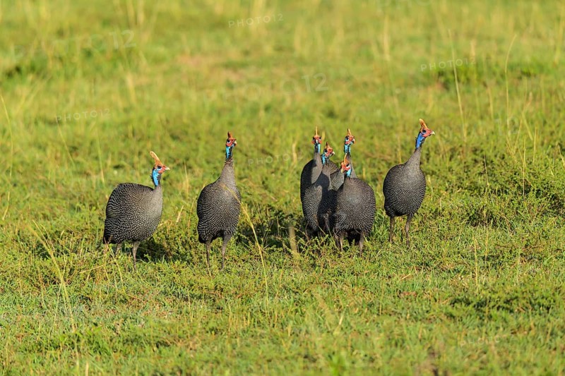 Helmeted guineafowl,