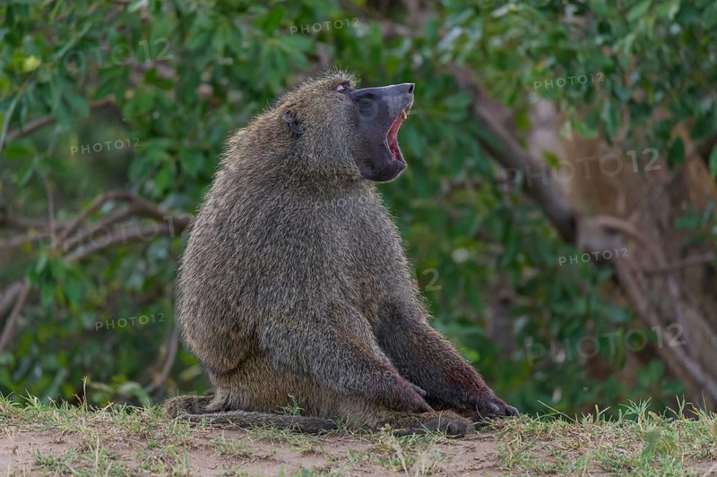 Olive baboon,