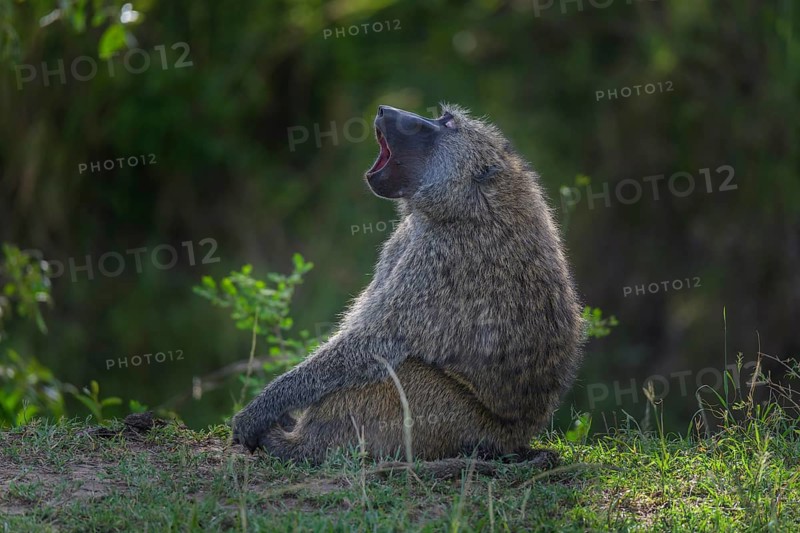 Olive baboon,