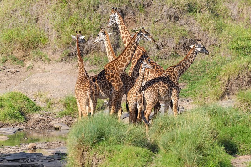Masai Giraffe,