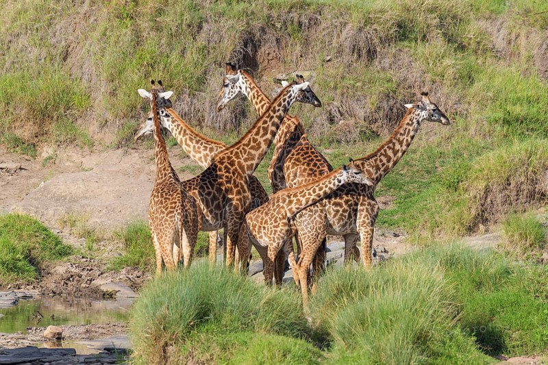 Masai Giraffe,