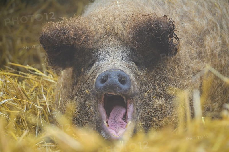 Mangalica, or Mangalitsa or Mangalitza pig