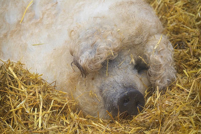 Mangalica, or Mangalitsa or Mangalitza pig