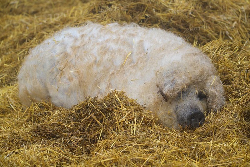 Mangalica, or Mangalitsa or Mangalitza pig