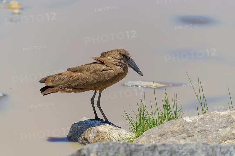 Hamerkop,