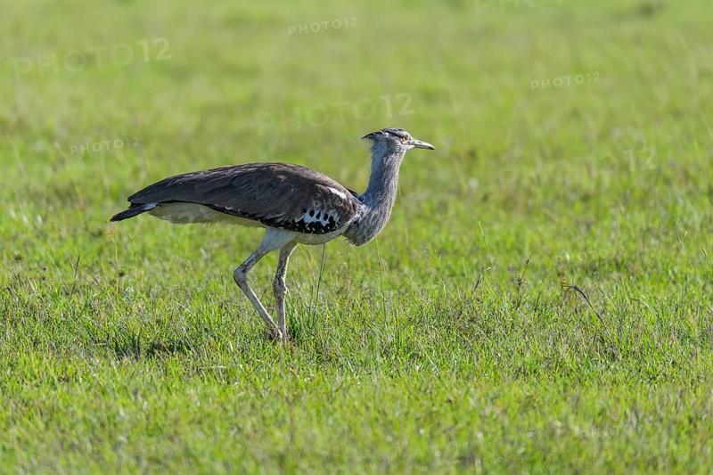 Kori bustard,