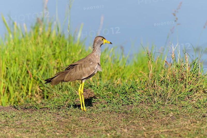African Wattled Lapwing,