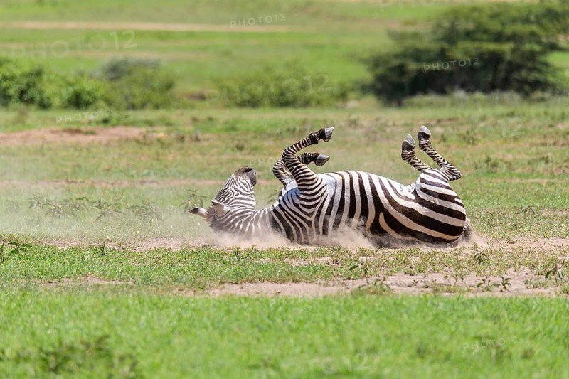 Zebra,