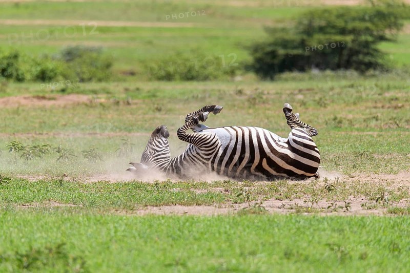 Zebra,