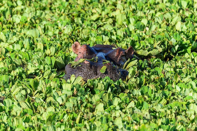 Hippopotamus,
