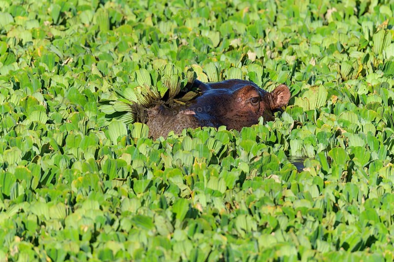 Hippopotamus,
