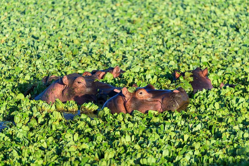 Hippopotamus,