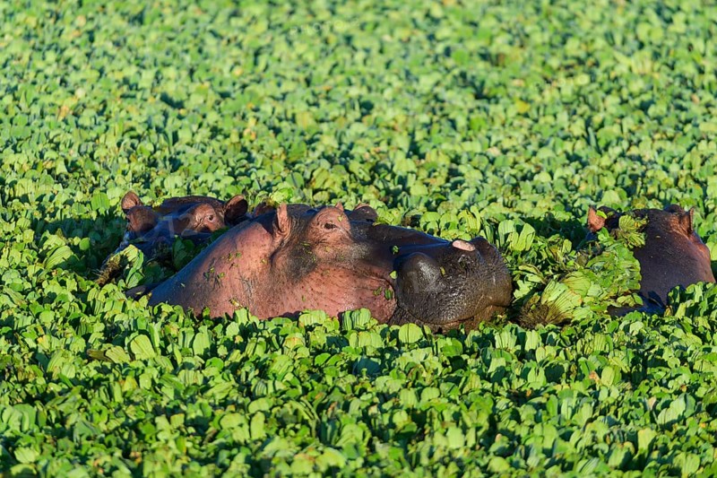 Hippopotamus,