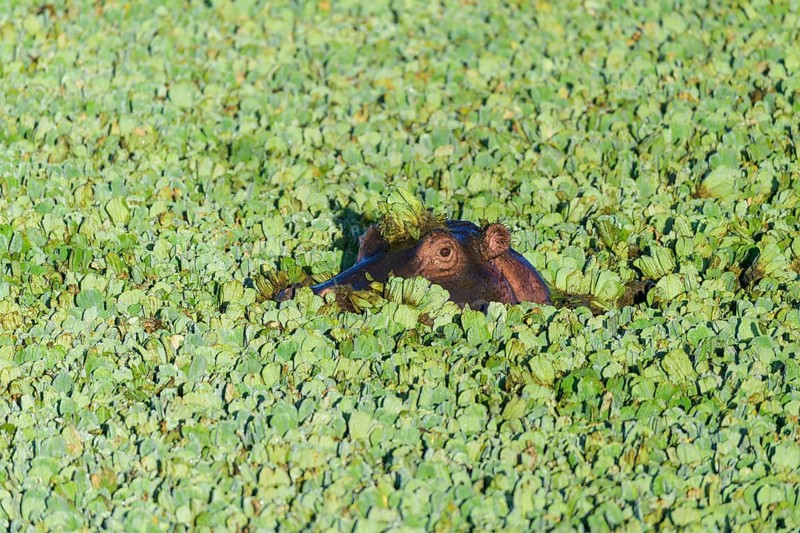 Hippopotamus,
