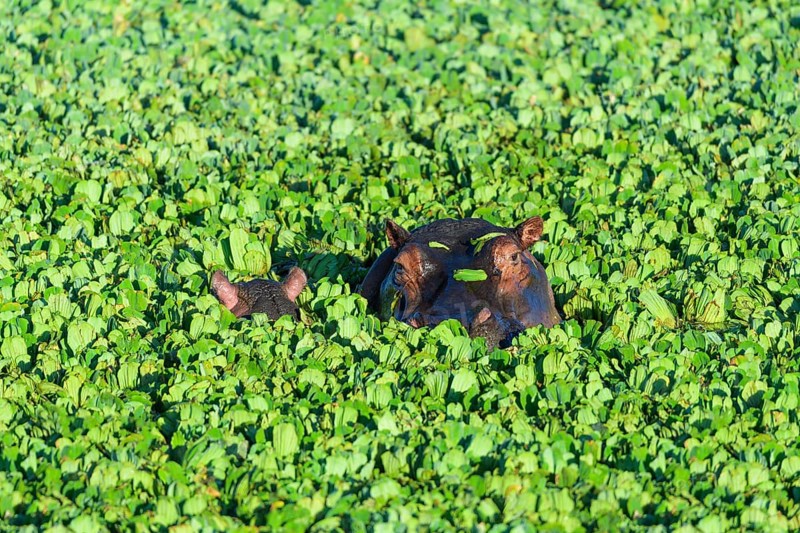 Hippopotamus,