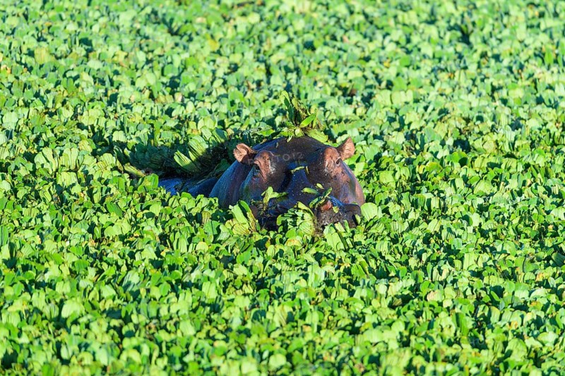 Hippopotamus,