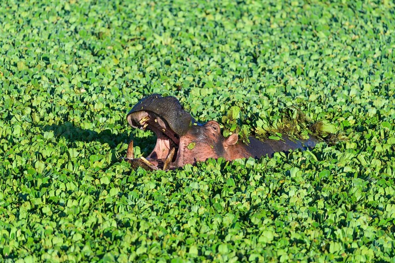 Hippopotamus,