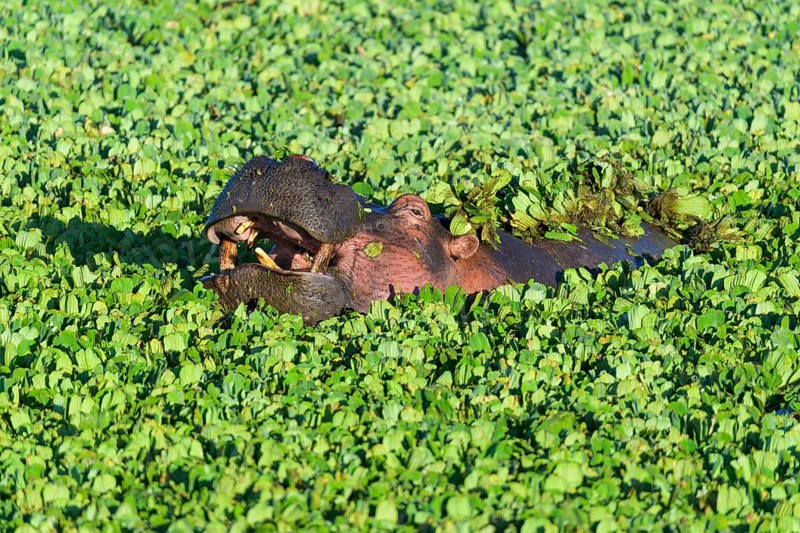 Hippopotamus,
