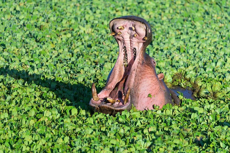 Hippopotamus,