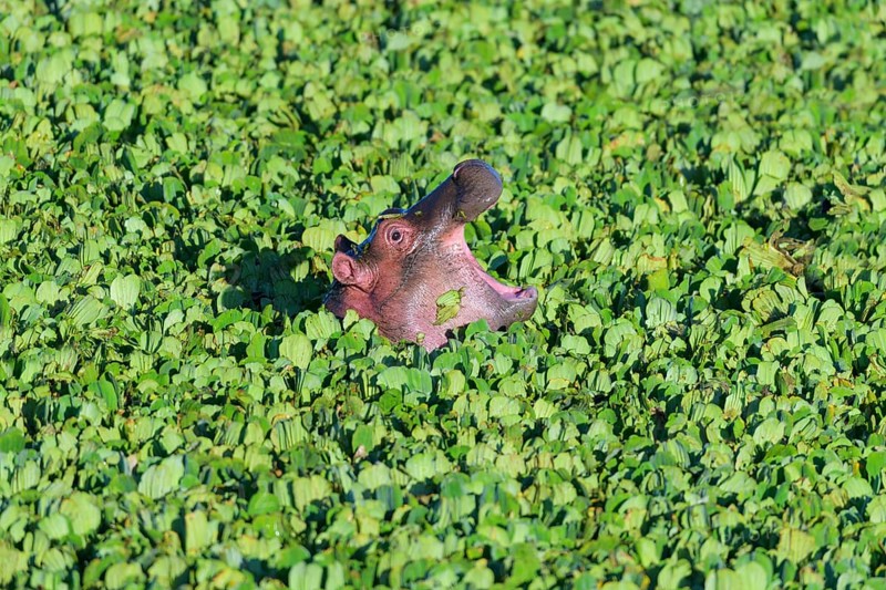 Hippopotamus,
