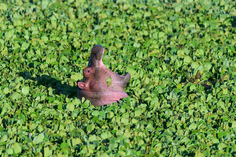 Hippopotamus,