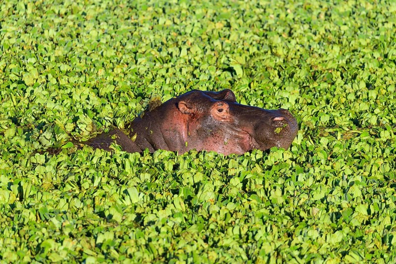 Hippopotamus,