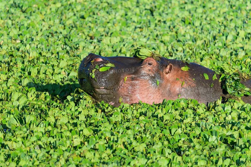 Hippopotamus,
