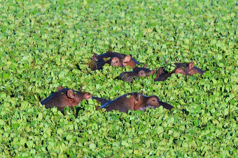 Hippopotamus,