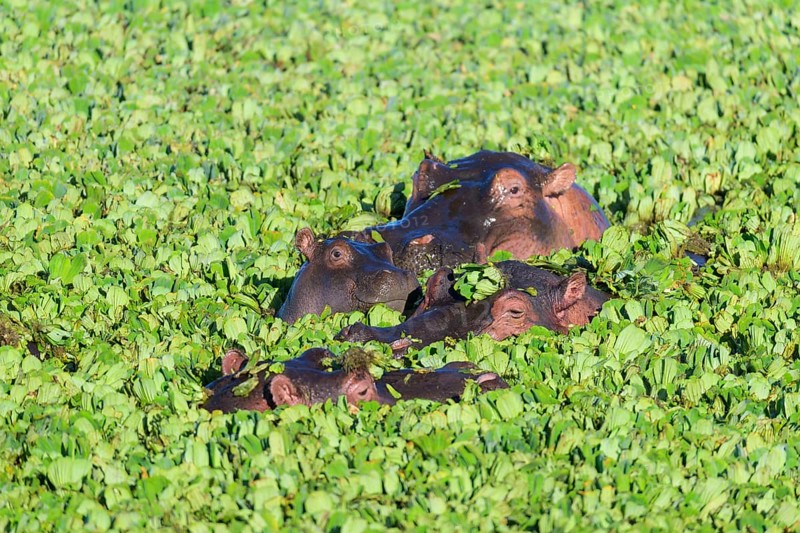 Hippopotamus,
