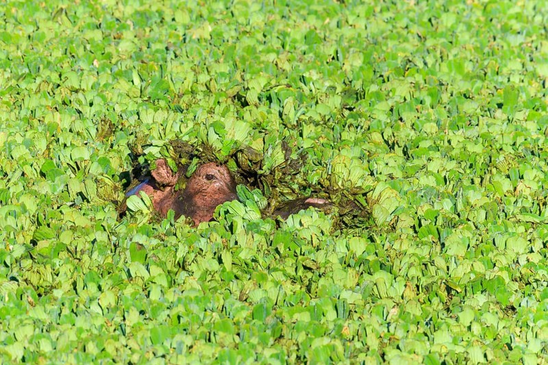 Hippopotamus,