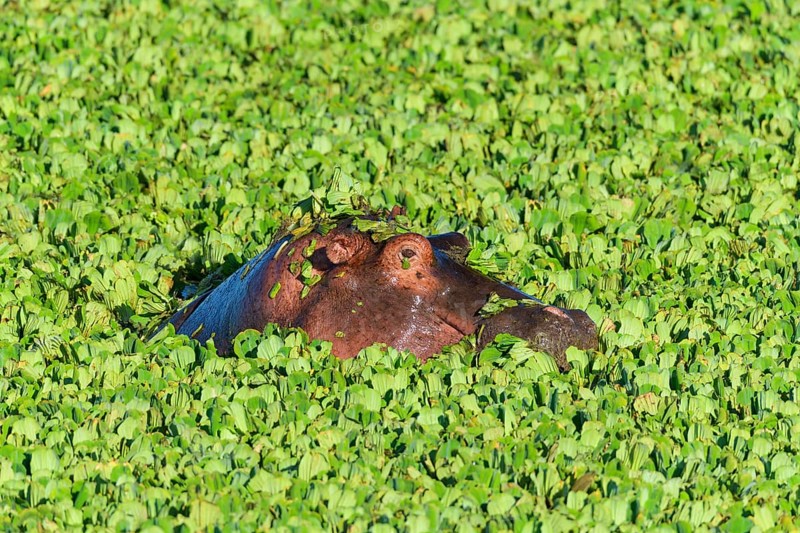 Hippopotamus,