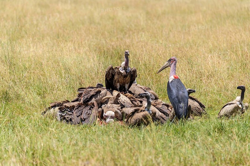 White backed vulture,