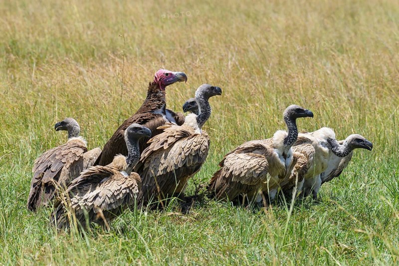 White backed vulture,