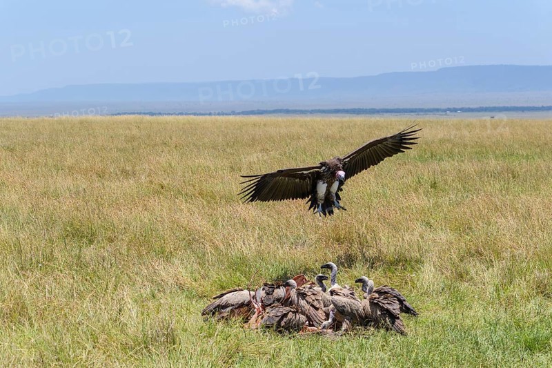 Lappet Faced Vulture,