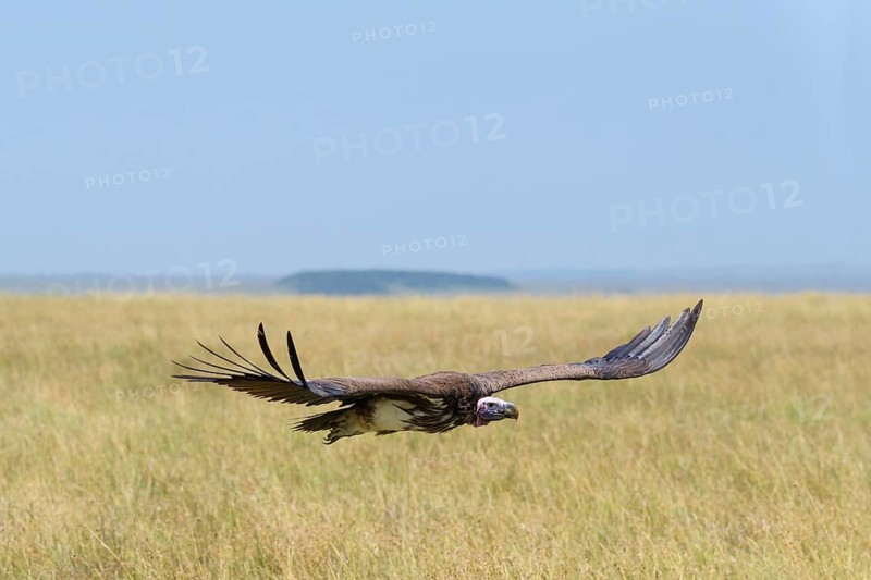 Lappet Faced Vulture,