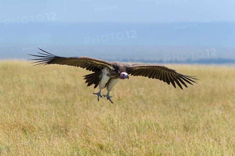 Lappet Faced Vulture,
