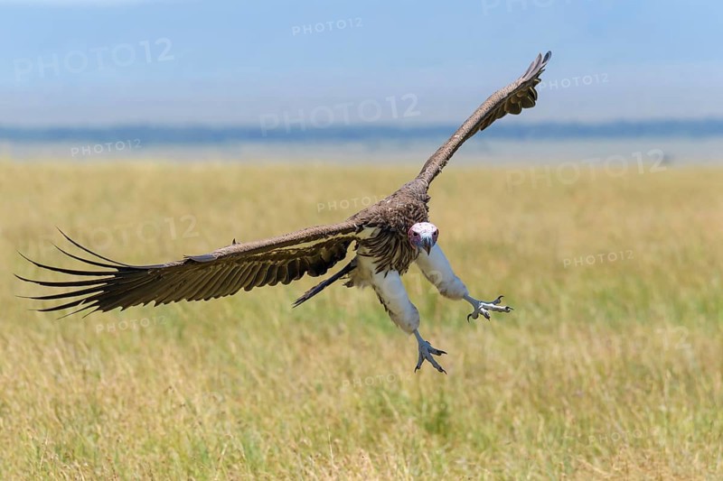 Lappet Faced Vulture,