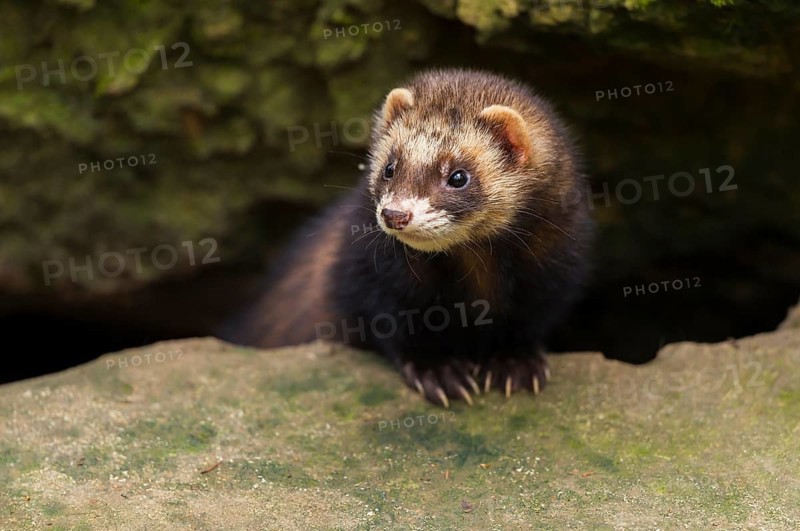 European Ferret, Polecat