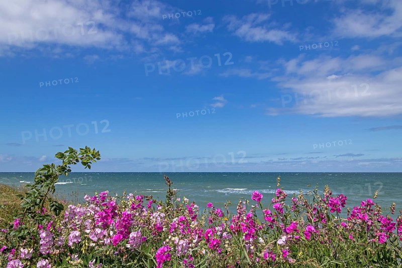 Flowers, vetches