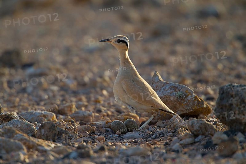 Cream-coloured courser,