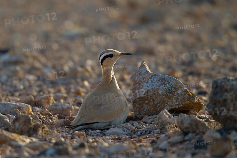 Cream-coloured courser,