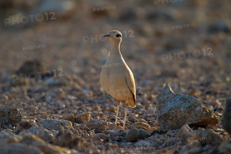 Cream-coloured courser,