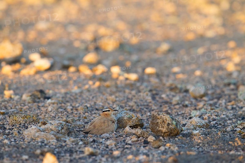 Cream-coloured courser,