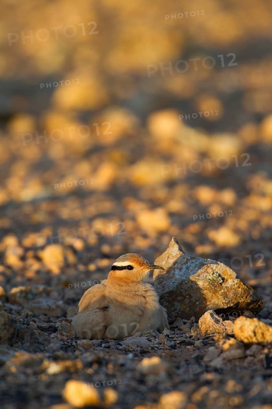 Cream-coloured courser,