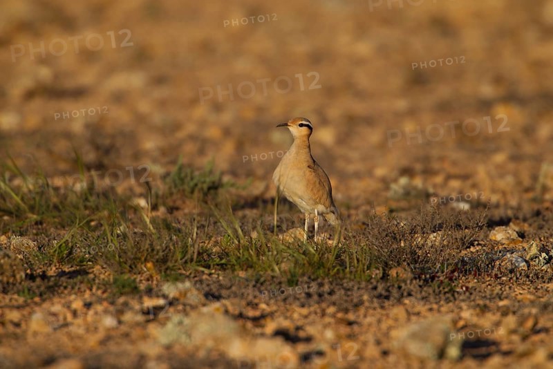 Cream-coloured courser,